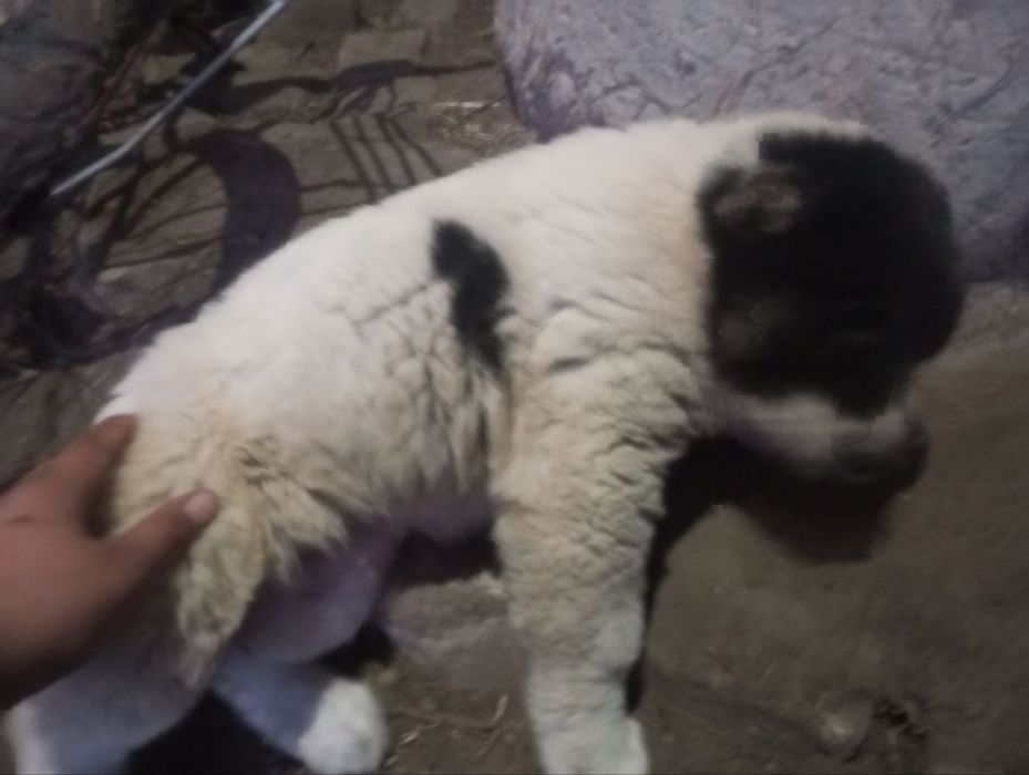 It sotiladi narxi 350ming