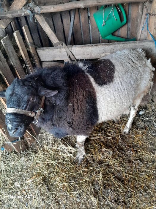 Berbec Dropper de vânzare , miei Dropper de vânzare