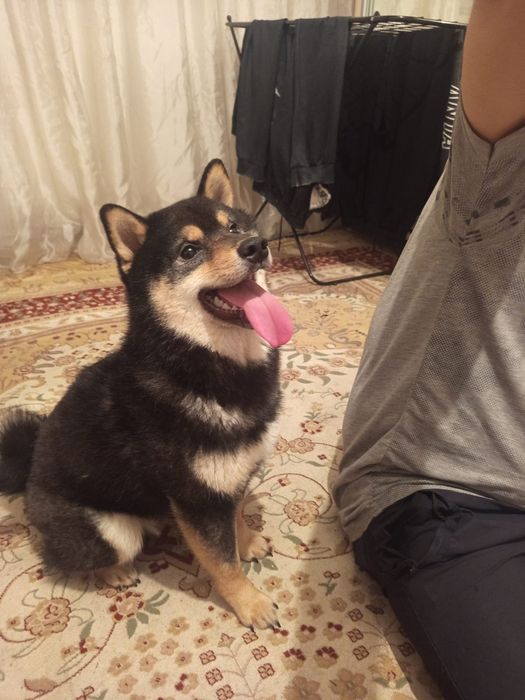 Кобель Сиба Ину на вязку