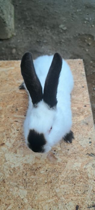 Vând o pereche de Uriaș de Transilvania