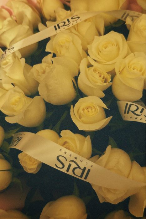 Цветы,свежие,белый роза