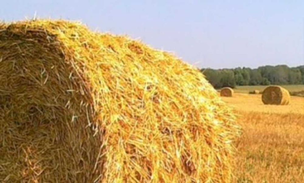 Солома ячменная овсяная
