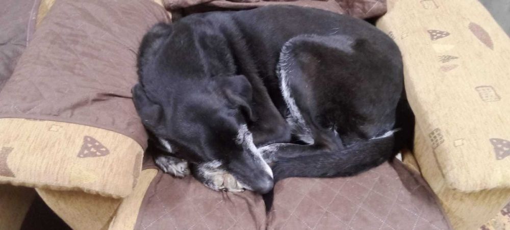 Cazare caini. Plimb caini