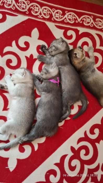 Шотландский вислоухий котят