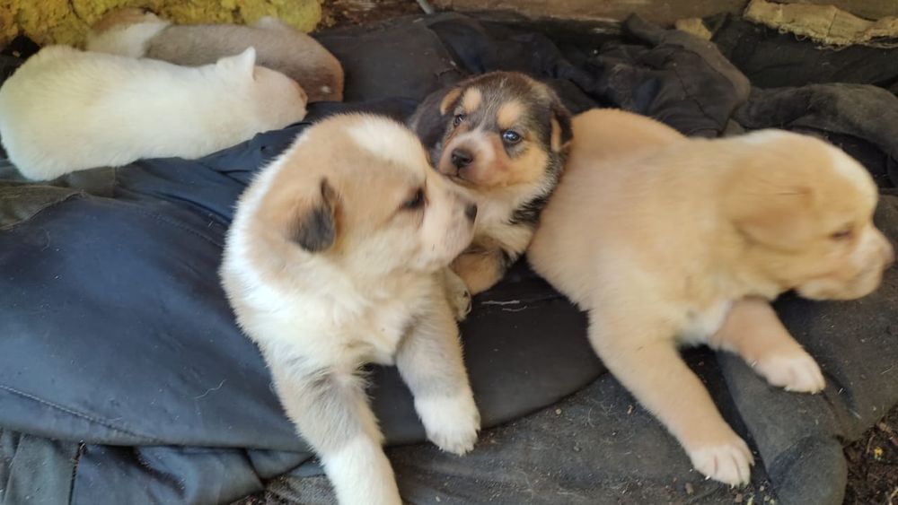 Отдам в добрые руки