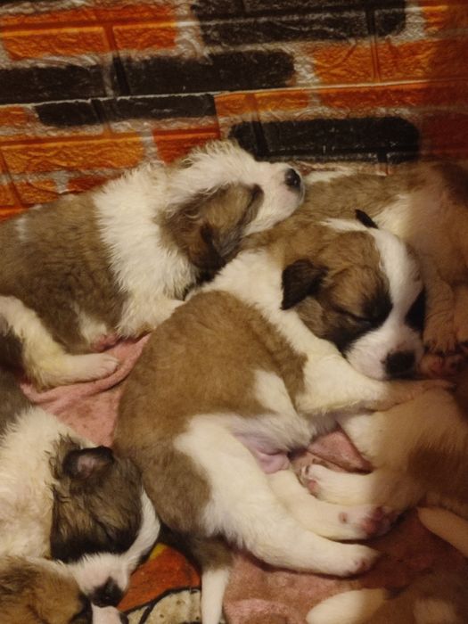 Щенки московской сторожевой