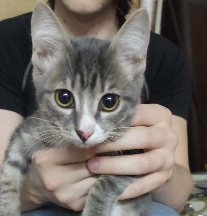 Котенок в хорошие руки