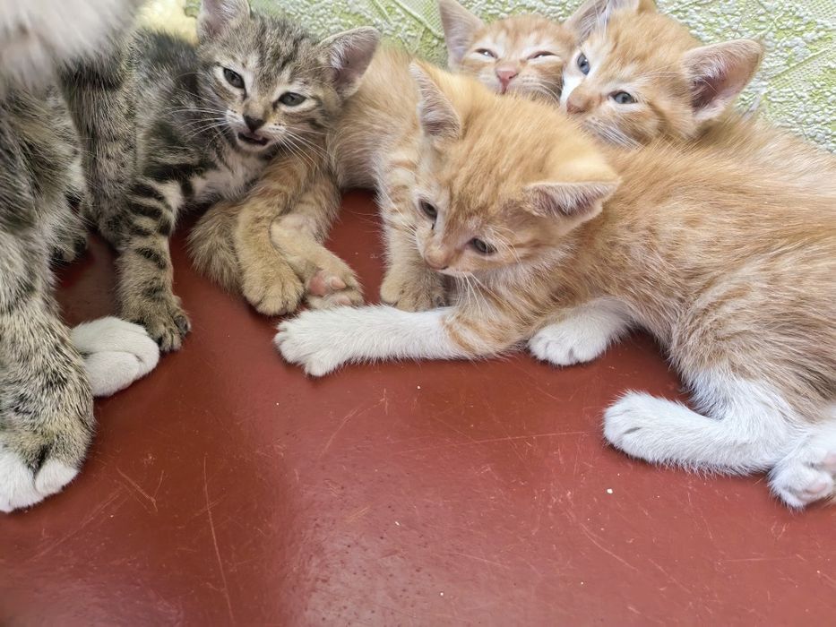 Котята бесплатно