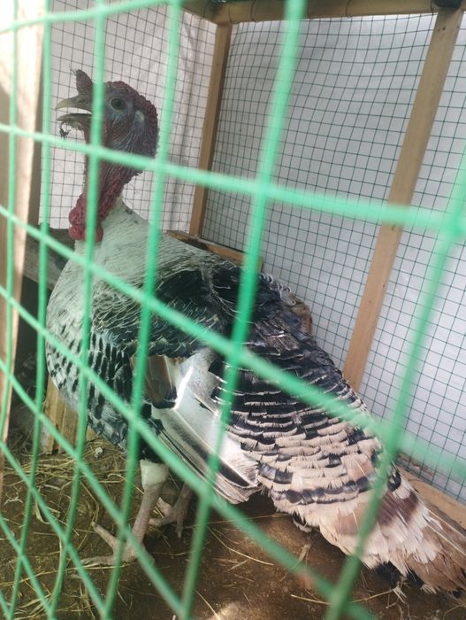 Kurka sotiladi  narxi 550 ming