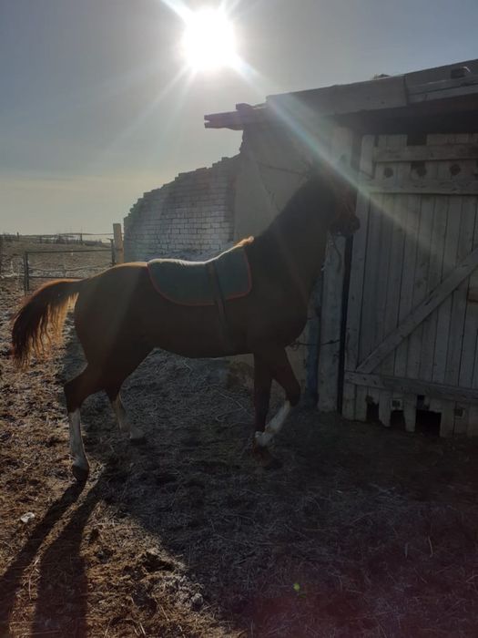 Айғыр сатылааддд