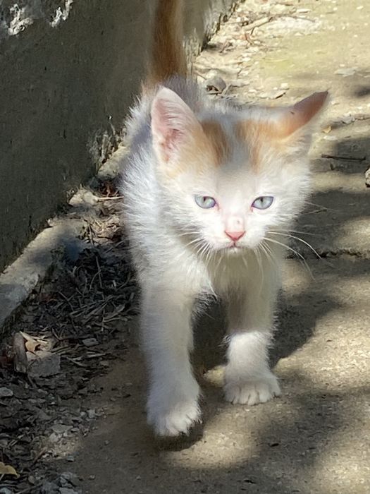 Коты 3 месяца 2 недели