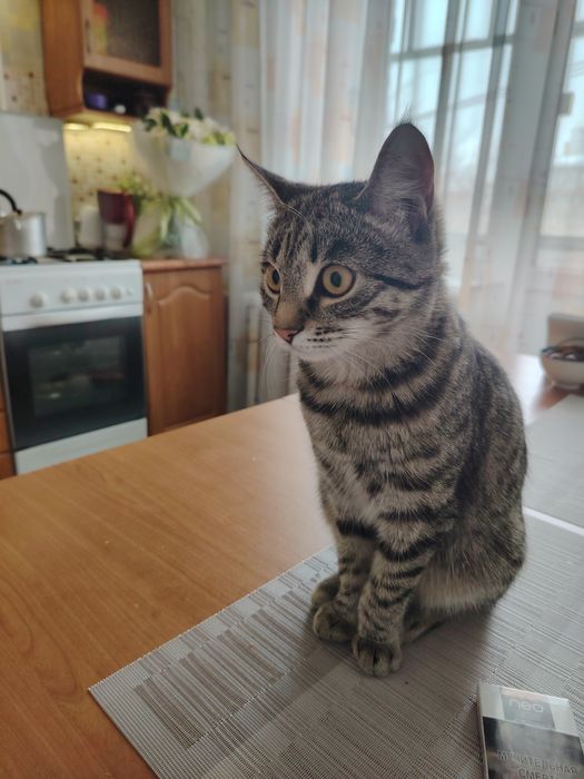 Отдам кошку в добрые руки