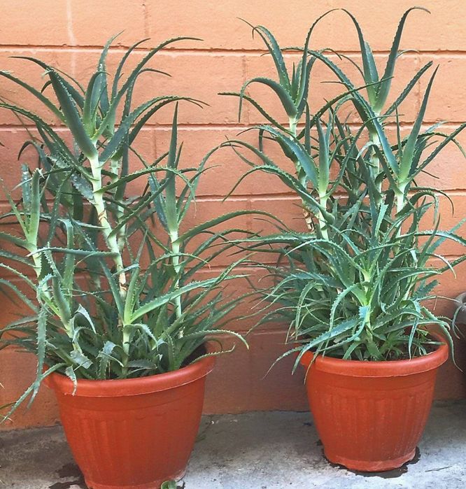 Aloe gullari tuvaki bilan
