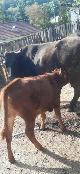 Vaca cu vițel de vânzare