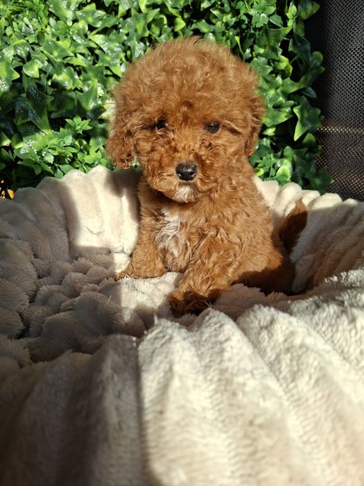 Резервирано.!Пудел  Мини Момиченце  с  Родословие