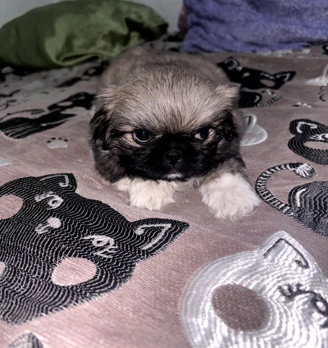 Продам щенка пекинес мальчик