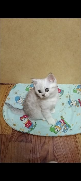 Скоттиш страйт. Мальчик.