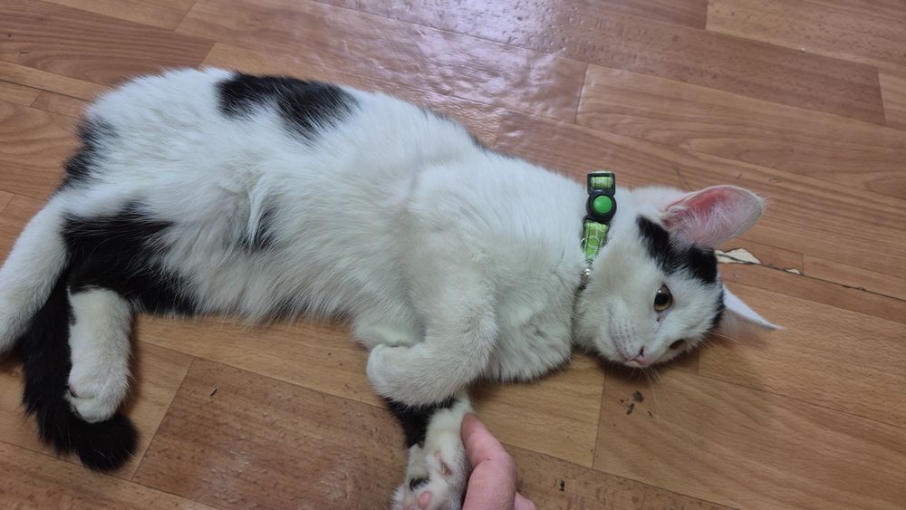 Котята. Бесплатно