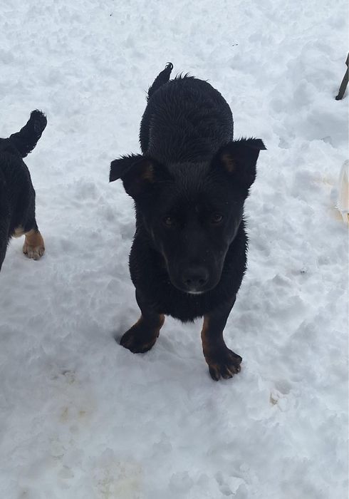 Oferim spre adopție căței minunați, plini de energie și iubire.