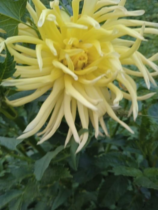 Продам рассаду Георгины