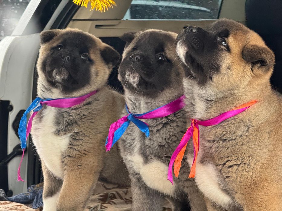 Щенки Американской Акиты