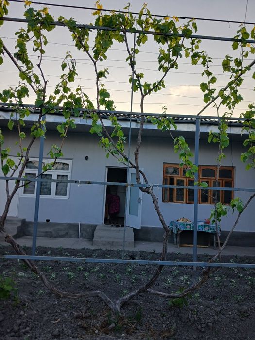 Опытний садовник виноградар Богбон