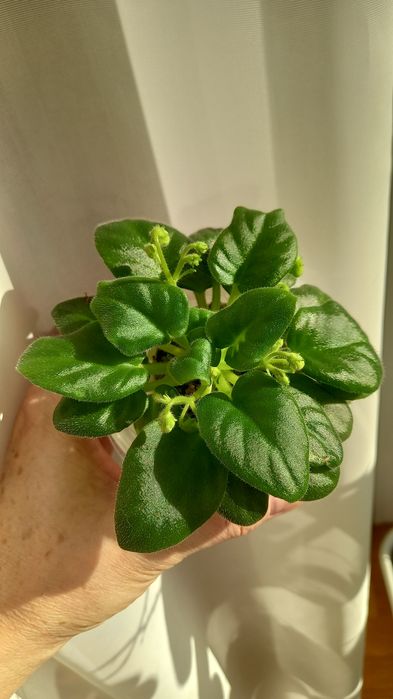 Фиалки сортовые.