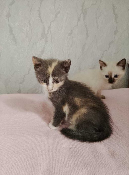 Красивые котята.
