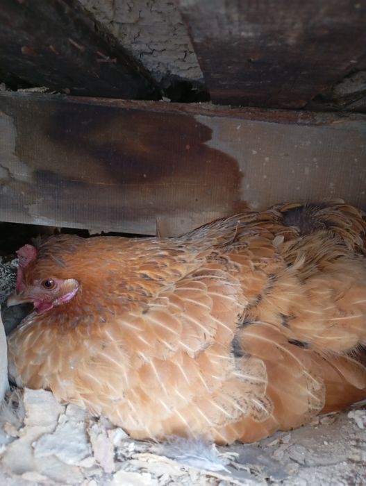 Курк товук сотилади