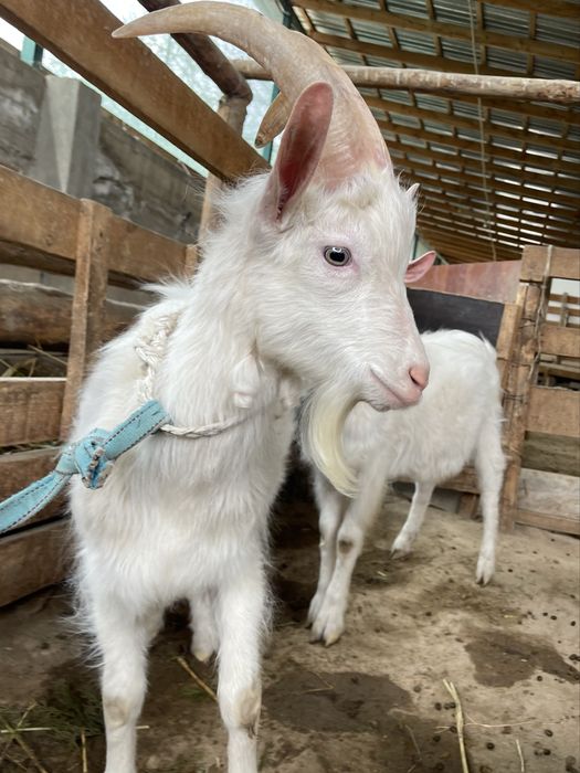 Теке ешкі Голландский
