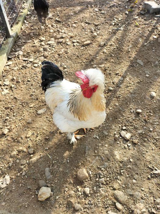 Vând cocoș moțat pe alb,