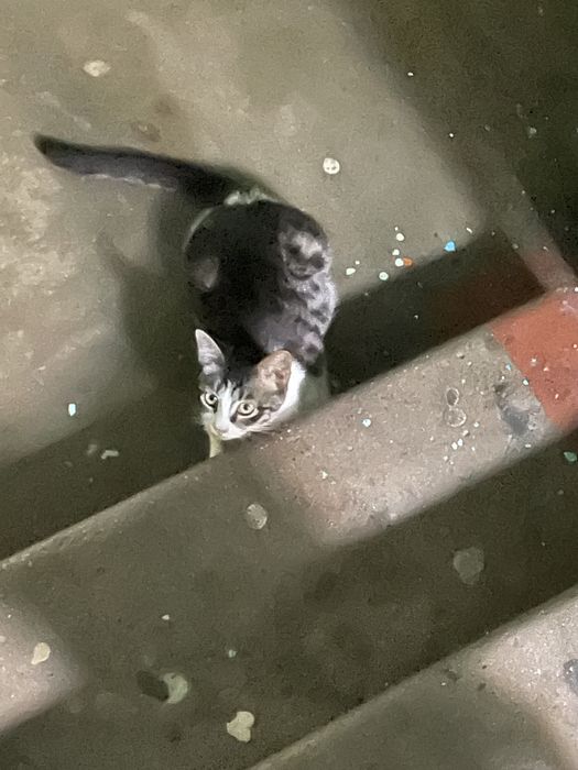 Котята, отдам в добрые руки