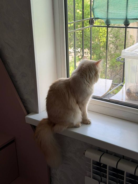 Отдаётся 8-месячная кошка. Бесплатно