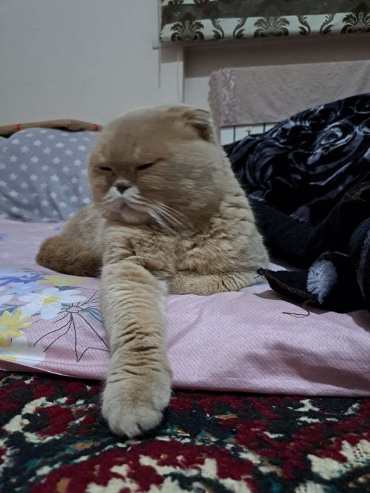 Шотландская шиншилла