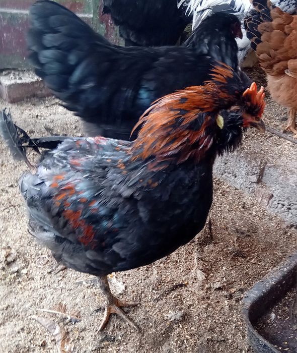 Cocosi tineri de rasă sau de taiat