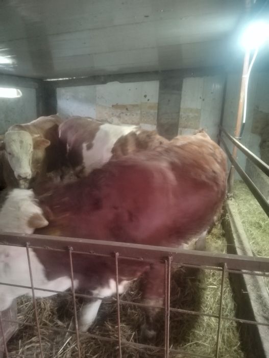 Vind viței între 300 și 800 kg