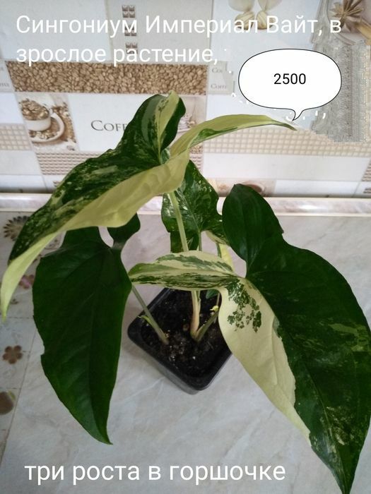 Продам Сингониумы