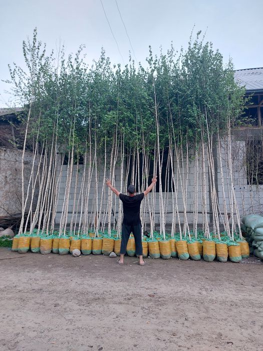 Декоратив растения Каталпа Клён Акация Берёза Лола бор