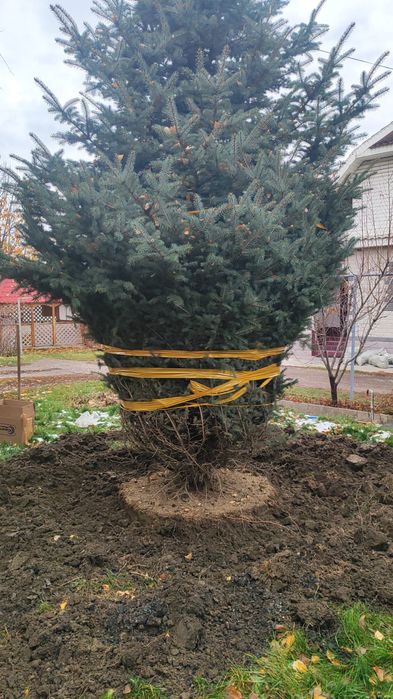 Пересадка посадка профессиональная