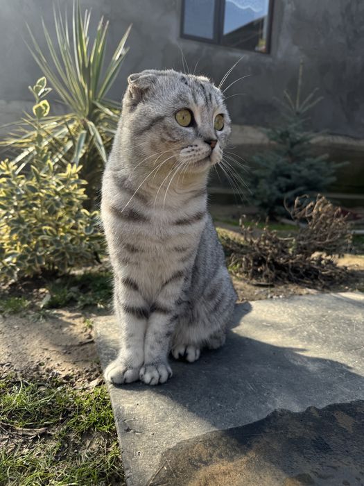 Томми ищет себе невесту