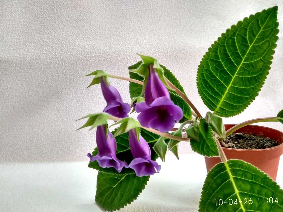 Зацвевшая Глоксиния пышным цветом. Комнатный цветок в горшке