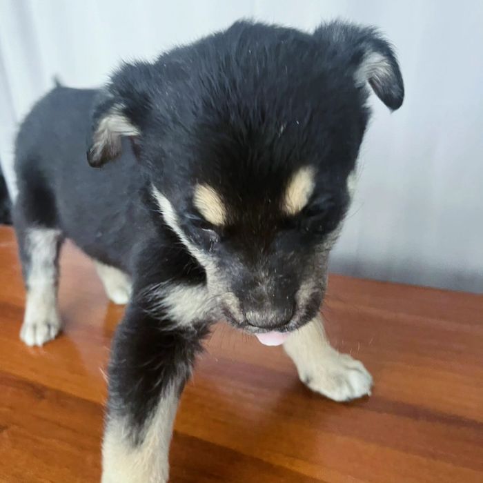 Отдам звоночков в добрые руки