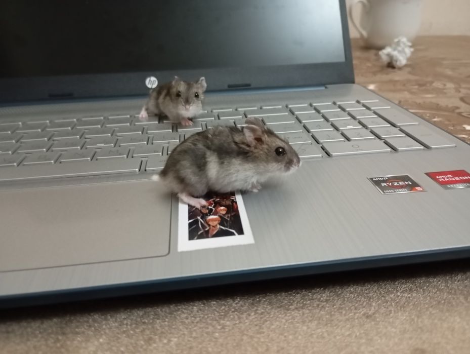 Джунгарские хамячки/Jungar Hamsterchalar