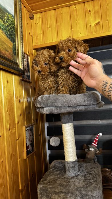 Pudeli mini toy de vanzare