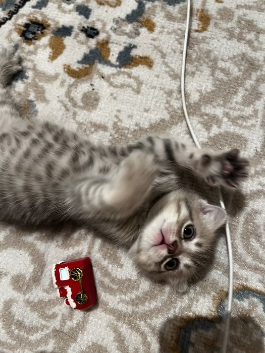 Котенок девокааа