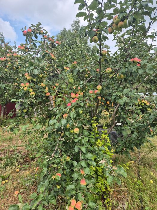 Дача. Не топит. Новопавловка,  ст Черёмушки 4 сотки.