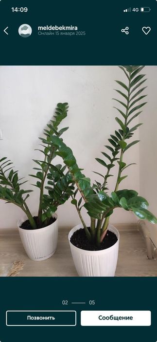 Долларовое дерево