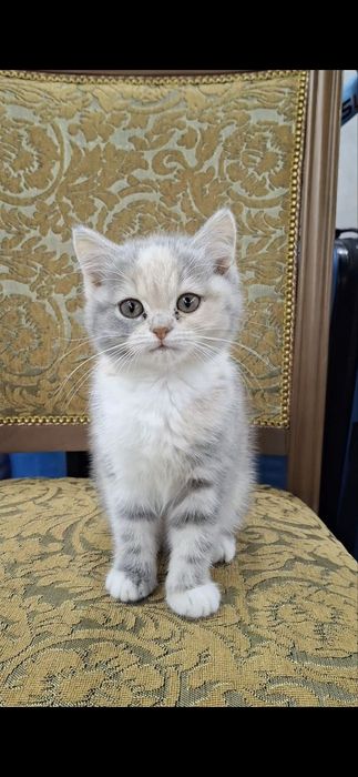 3 котёнка скоттиш, страйт