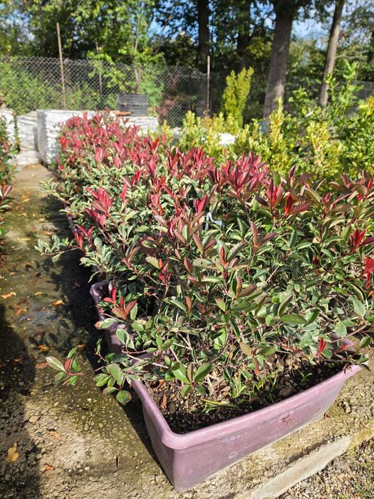 Photinia 'Red Robin' la Jardiniere / Container Dreptunghiular