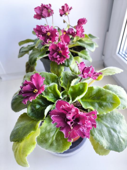 Сортовая фиалка сорт Сердце Матери